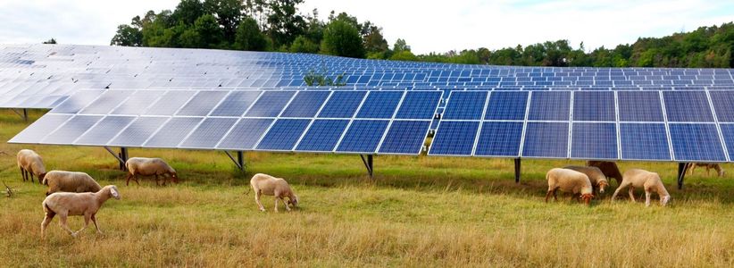Foto: Karl-Friedrich Hohl / istock.com Solaranlage auf einer Wiese mit Schafen