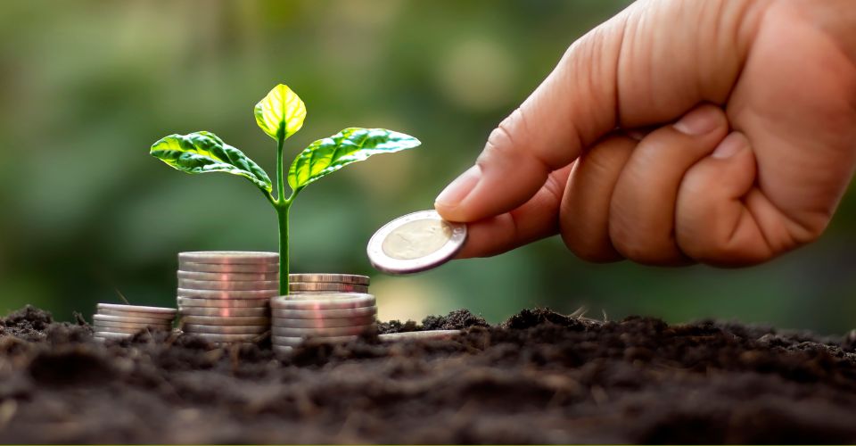 Förderprogramm - Hand legt Münzen neben Setzling